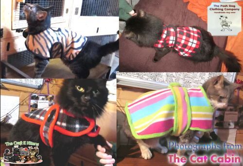 cats in jackets